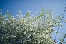 white blossoms on a spring tree