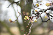 budding spring branch 