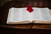 red rose on the pages of a Bible 