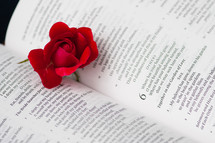 red rose on the pages of a Bible 