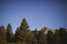Tall trees stand in the foreground of a mountain range.