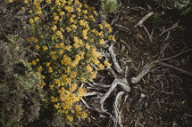Yellow flowers growing by the roots of a tree.