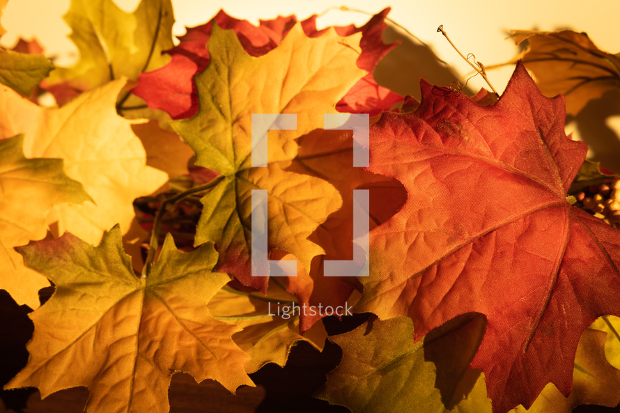 autumn leaf background 