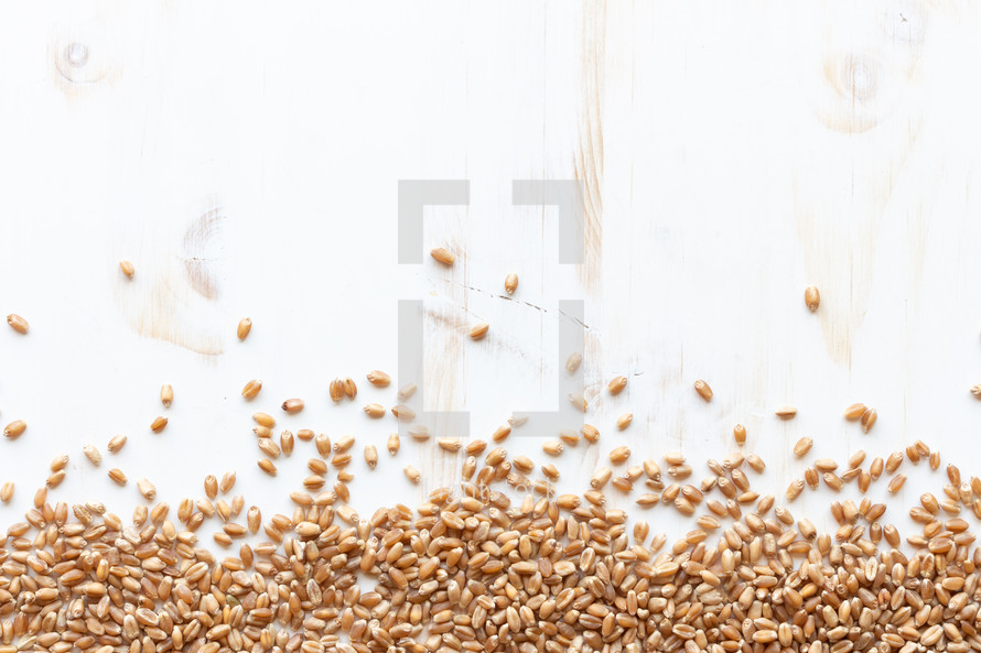 wheat grains border 