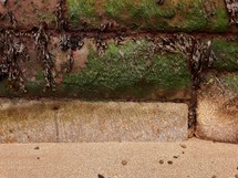 Brown and Green Seaweed on Harbour Wall Above Sand