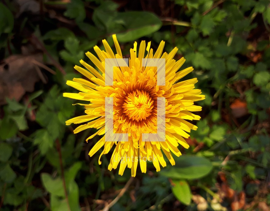 Bright Yellow Dandelion in Sunlight