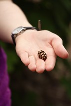tiny pine cone in a hand 