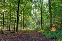 worn path through black forest in autumn 