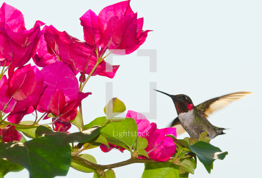 hummingbird on flowers 