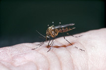 a closeup of a mosquito bitting 