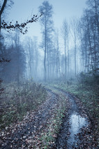 mud on a dirt road and fog in a forest 