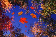 falling leaves 