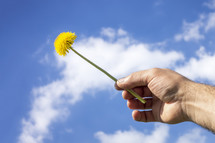 hand holding up a dandelion 
