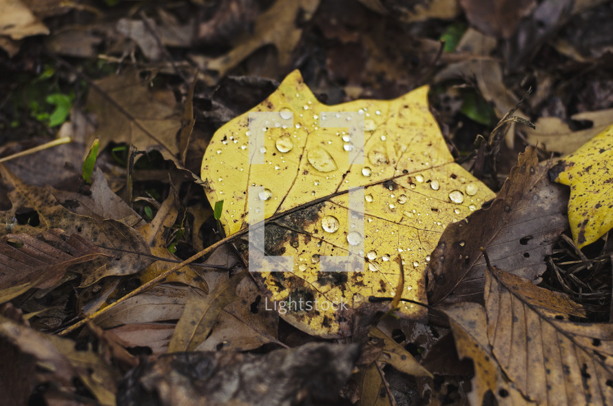 water droplets on a fall leaf 