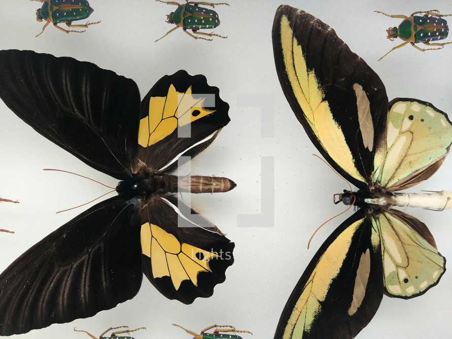 preserved butterflies 