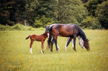 Herd of Horses with Foals Grazing in a Meadow