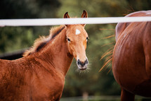 Mare with Foal in an Equestrian Arena Enclosure