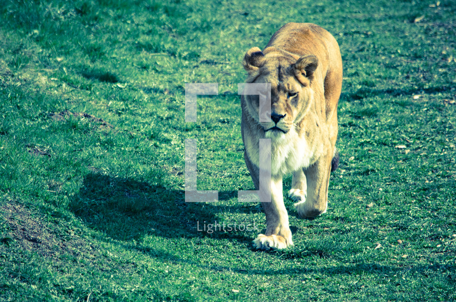 prowling lioness 