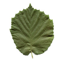 Leaf of a hazel tree aka Corylus isolated over white background