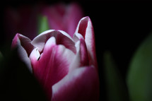 petals of a pink tulip 