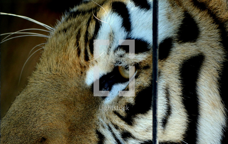 caged tiger 