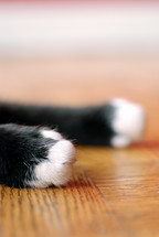 paws of a cat