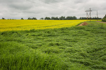 rural fields
