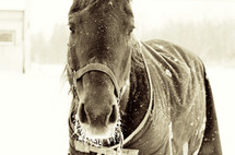 horse in a blanket in the snow