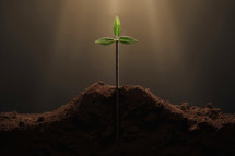 Green seedling in the shape of a cross in a fertile soil with rays of light illustrating concept of new life and growth