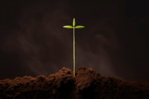 Green seedling in the shape of a cross in a fertile soil illustrating concept of new life and growth 