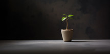 Young green plant in a pot on a dark background. Copy space.