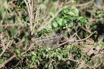 iguana resting in a bush 