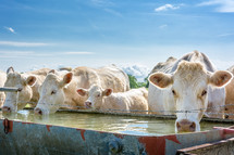 cows drinking water