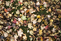 fall leaves in grass 