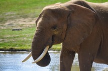 African Elephant near water 