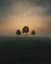 trees in a foggy pasture 