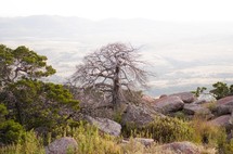a bare tree on a mountaintop 