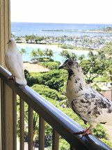 pigeons on a balcony railing 