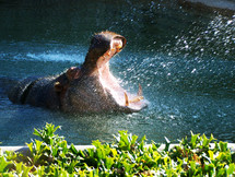 hippopotamus 