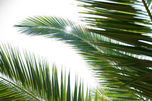 palm leaves and sunburst 