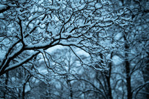 snow covered branches 