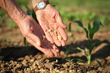 Old man's hands holding corn seeds, dropping them into the ground