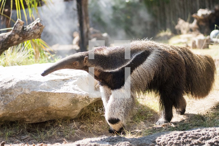 anteater at a zoo