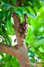 bees on a branch 