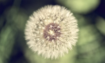 dandelion fluff closeup 