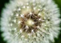 dandelion fluff closeup 