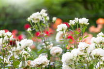 red and white roses in a rose garden 