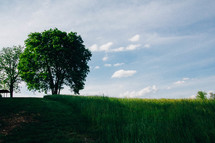 tall green grass and a tree 