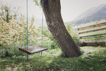 picturesque tree and wooden swing