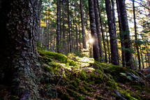 sunlight shining on the forest floor 